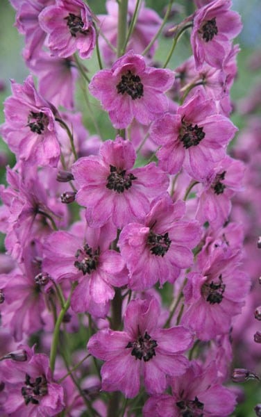 Delphinium Rosemary Brock