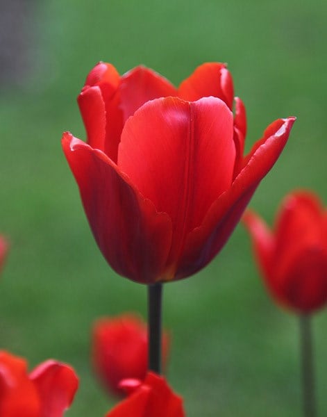 <i>Tulipa</i> 'Couleur Cardinal'