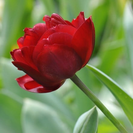 Tulipa Antraciet