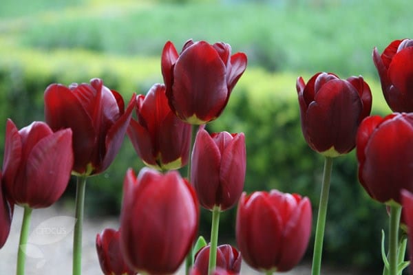 <i>Tulipa</i> 'Jan Reus'