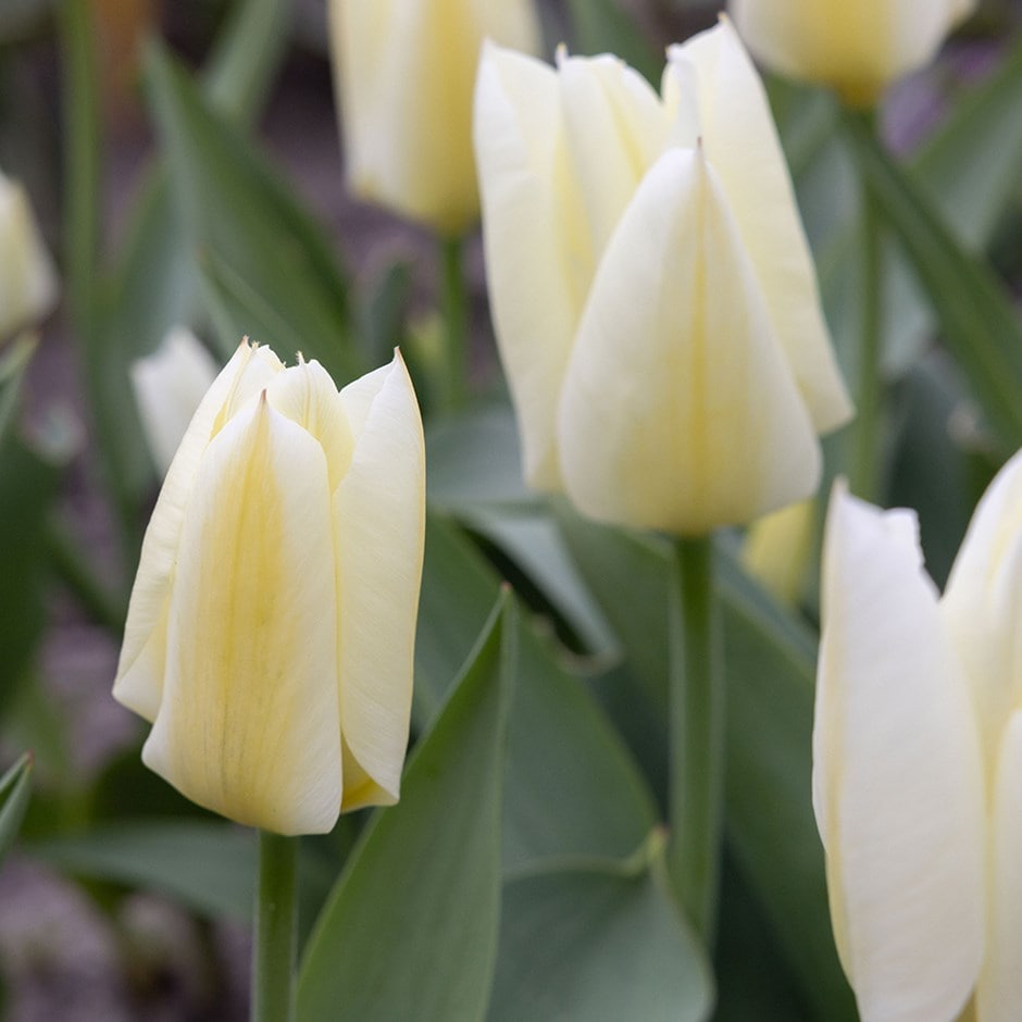 <i>Tulipa</i> 'Purissima'