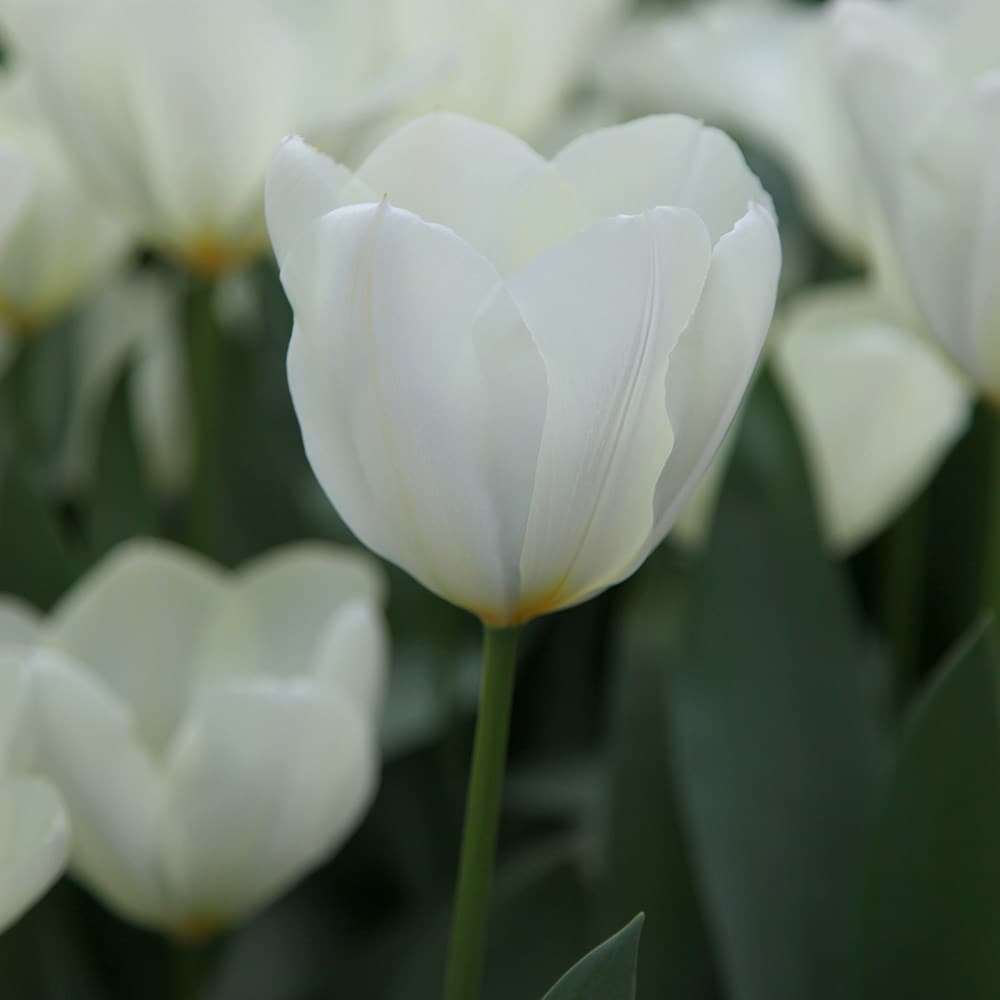 <i>Tulipa</i> 'Purissima'