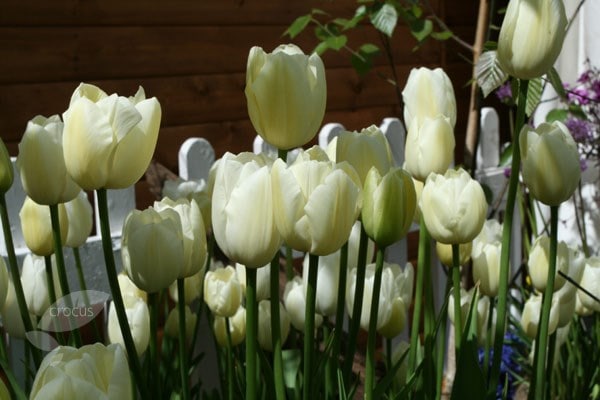 <i>Tulipa</i> 'Maureen'