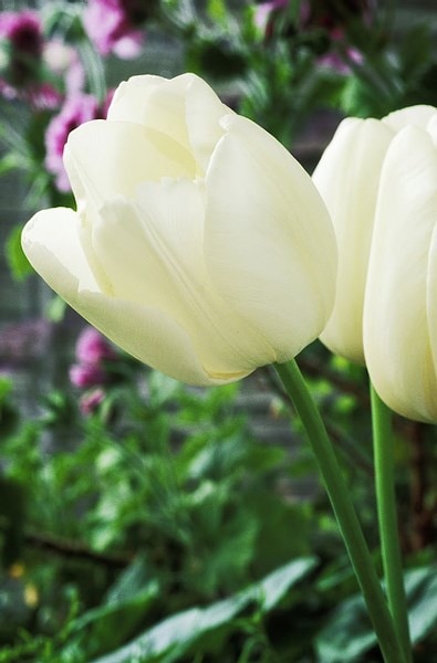 <i>Tulipa</i> 'Maureen'
