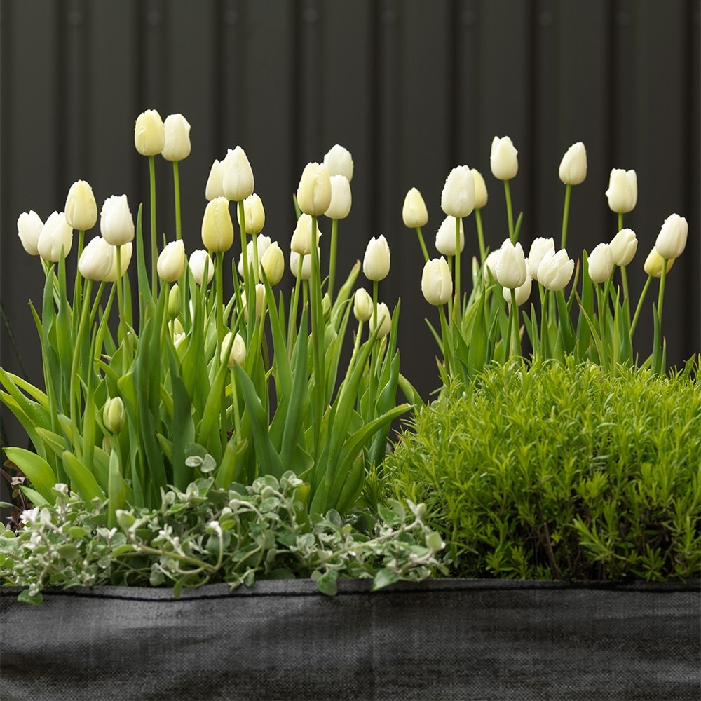 <i>Tulipa</i> 'Maureen'