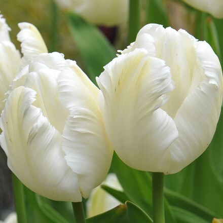 Picture of Tulipa White Parrot