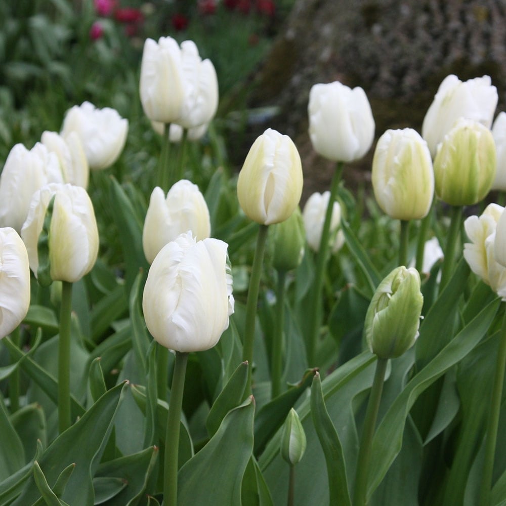 <i>Tulipa</i> 'White Parrot'