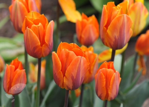 <i>Tulipa</i> 'Prinses Irene'