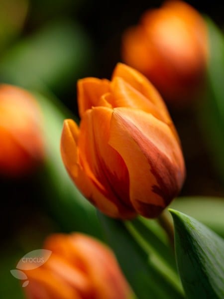 <i>Tulipa</i> 'Prinses Irene'
