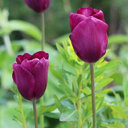 Picture of Tulipa Negrita