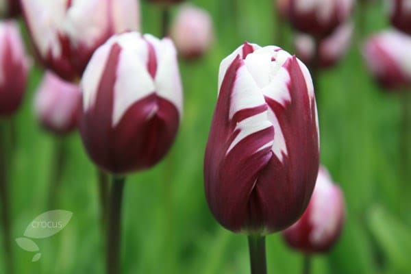 <i>Tulipa</i> 'Rems Favourite'