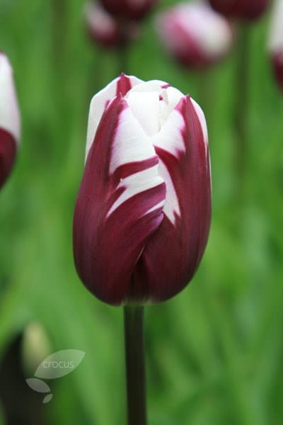 <i>Tulipa</i> 'Rems Favourite'