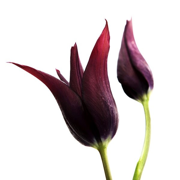 <i>Tulipa</i> 'Burgundy'