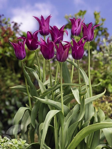 Buy lily flowered tulip bulbs Tulipa Burgundy: Â£5.99 