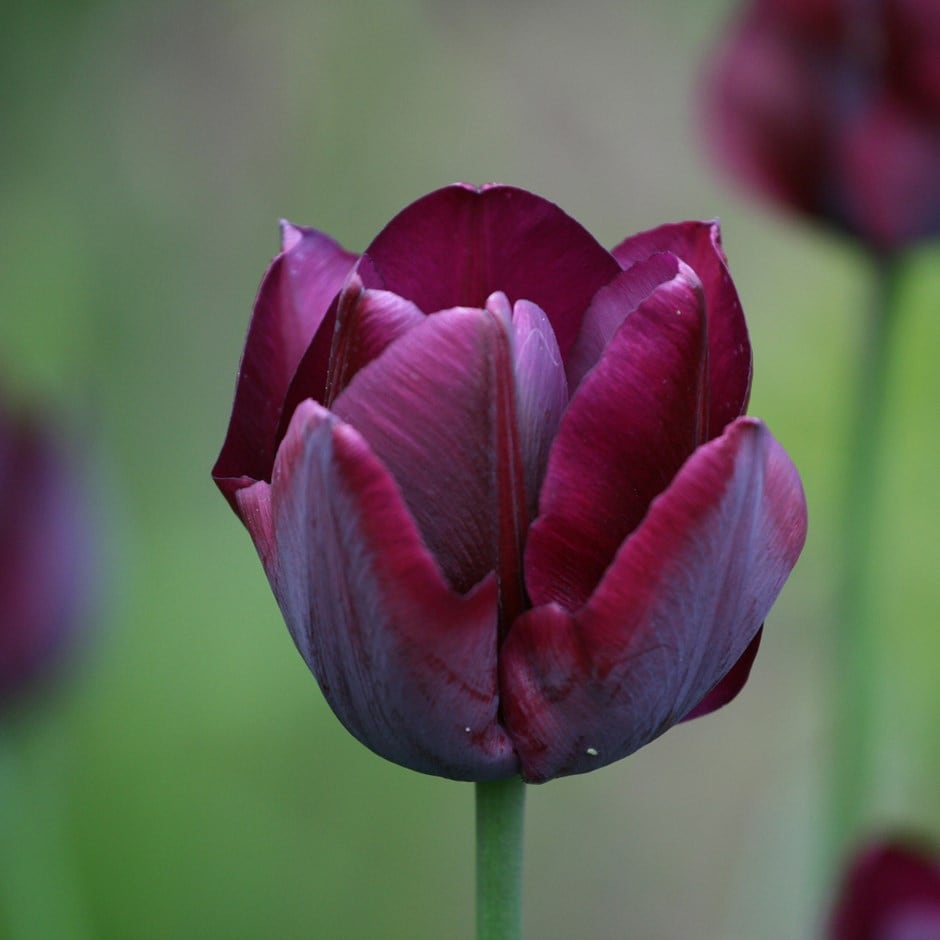 triumph tulip bulbs