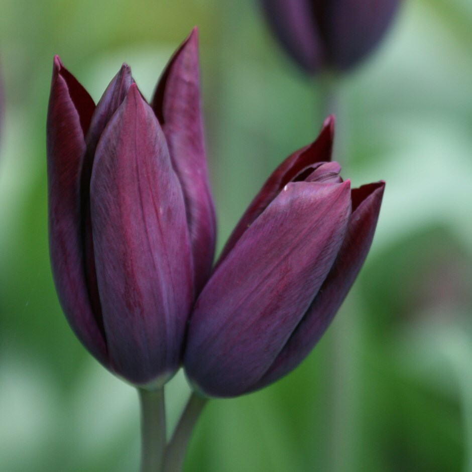 <i>Tulipa</i> 'Havran'