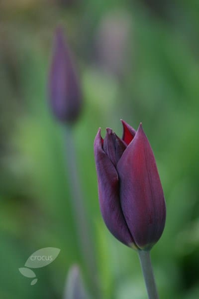 <i>Tulipa</i> 'Havran'