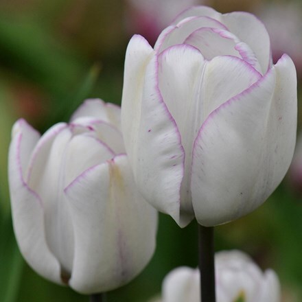 Picture of Tulipa Shirley