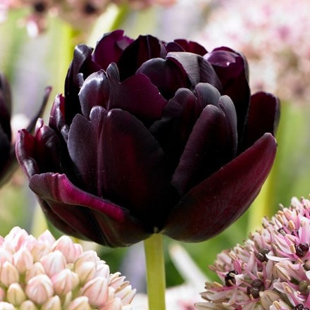 Buy double late tulip bulbs Tulipa Black Hero: £8.99 Delivery by Crocus
