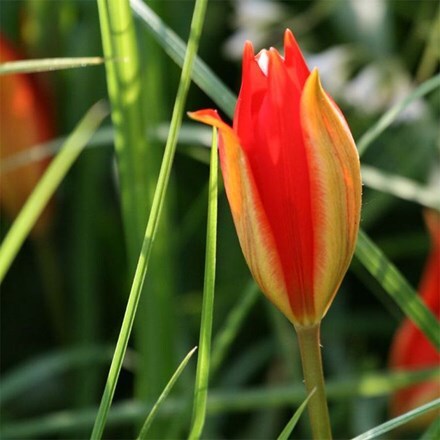 Tulipa sprengeri