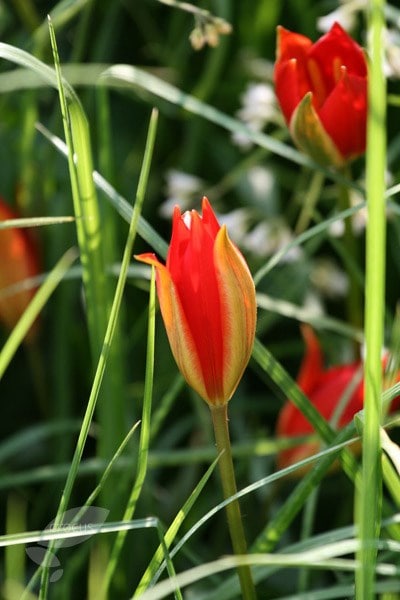 Tulipa sprengeri