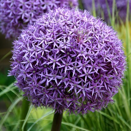 Buy ornamental onion or allium bulb Allium Globemaster: £6.99 Delivery ...