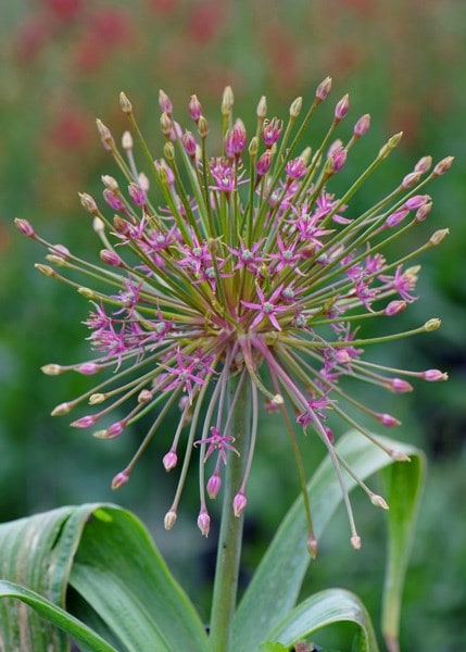 Allium schubertii