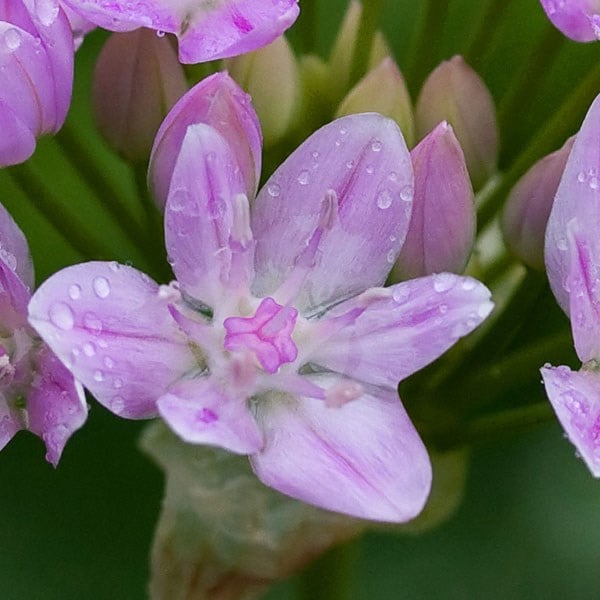 <i>Allium unifolium</i> 