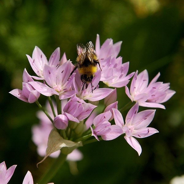 <i>Allium unifolium</i> 