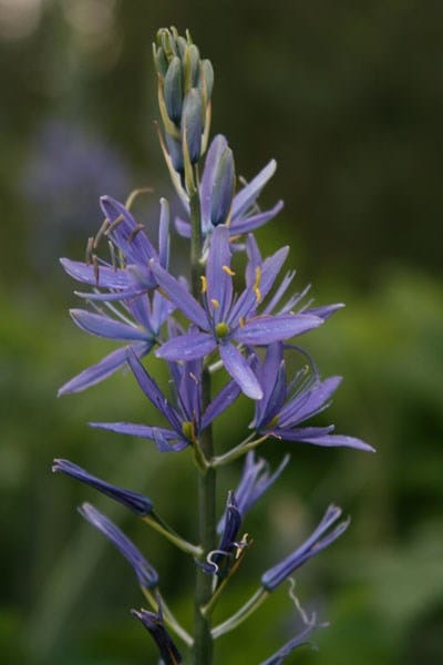 Camassia leichtlinii subsp. suksdorfii