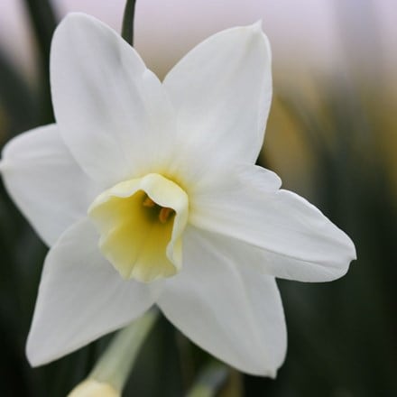 Narcissus Silver Chimes