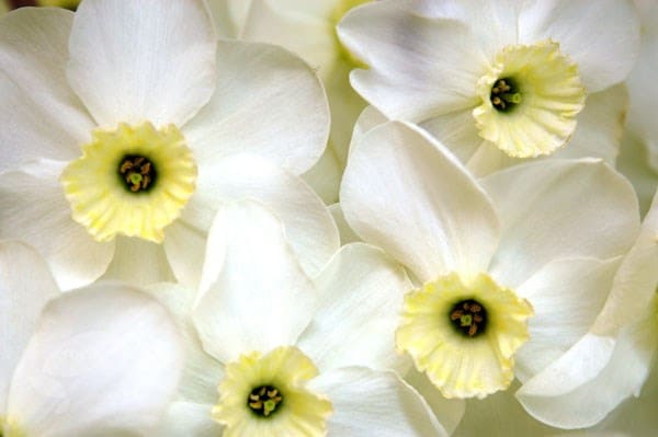 <i>Narcissus</i> 'Silver Chimes'