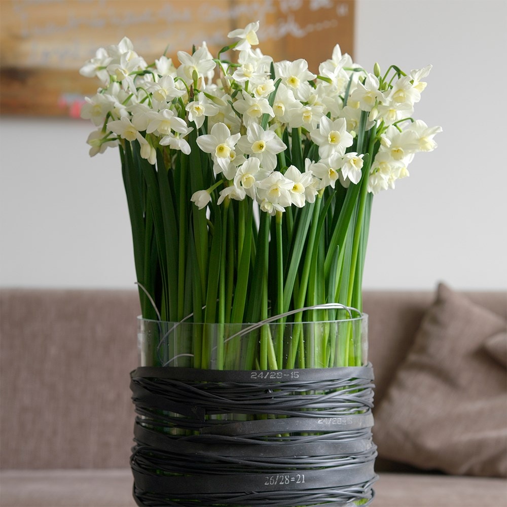 <i>Narcissus</i> 'Silver Chimes'