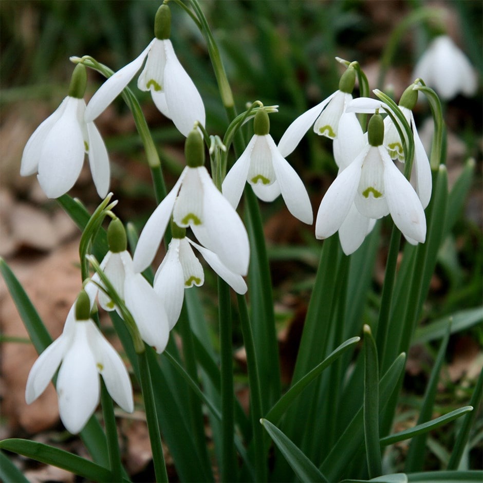 White flower bulbs