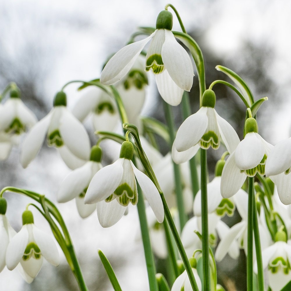 <i>Galanthus nivalis</i> 