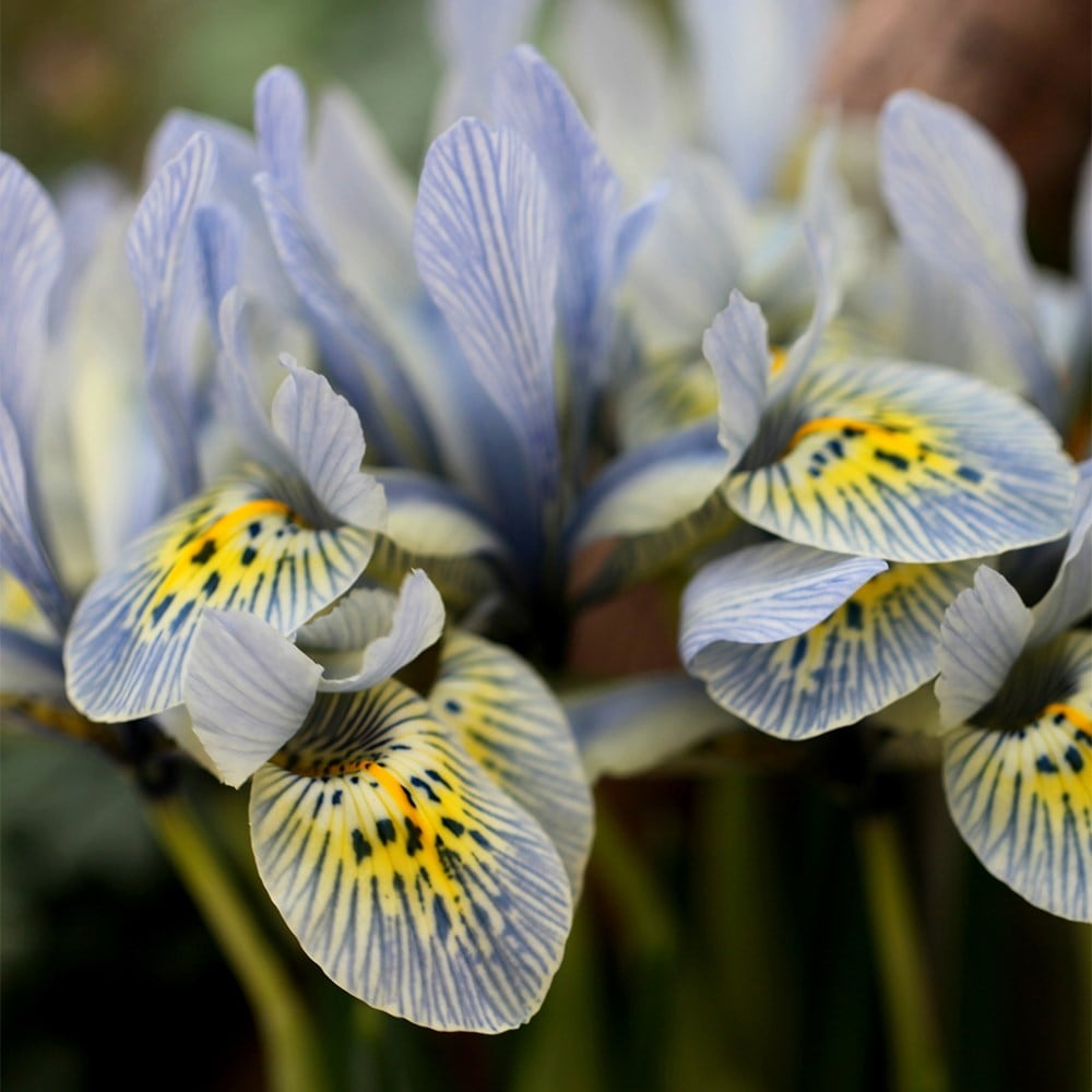 Product options image