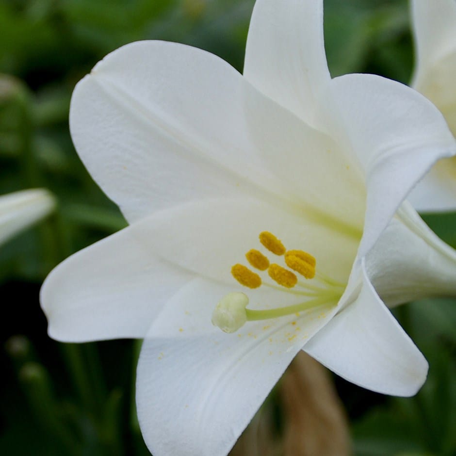 <i>Lilium candidum</i> 