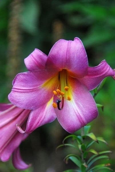 Lilium Pink Perfection Group