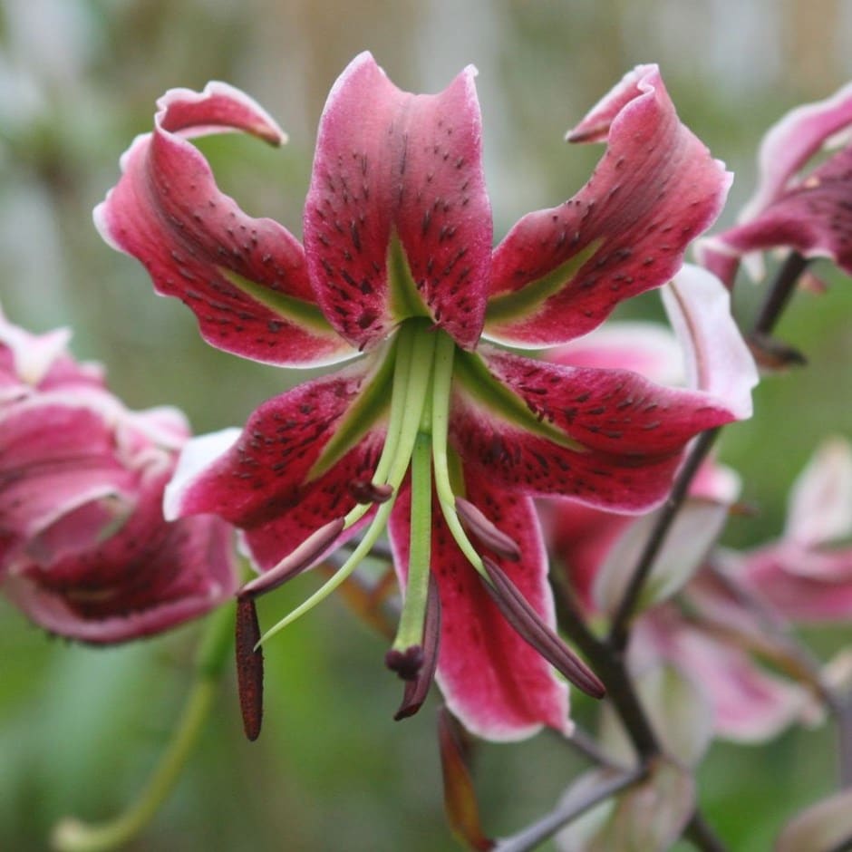 Buy lily bulb Lilium Black Beauty: £3.99 Delivery by Crocus