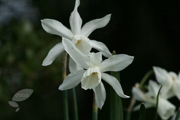 <i>Narcissus</i> 'Thalia'