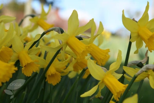 <i>Narcissus</i> 'February Gold'