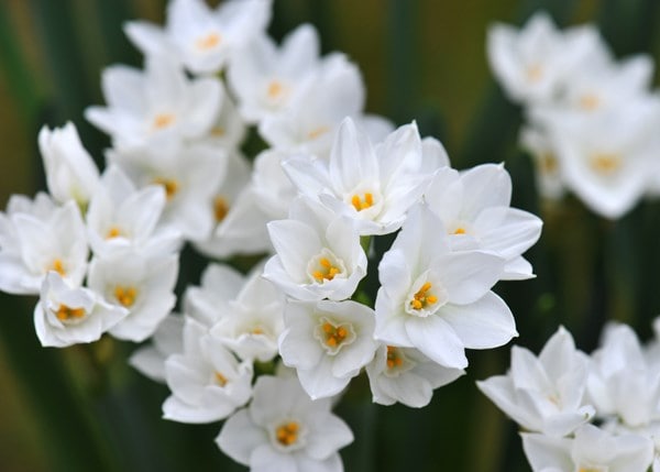 <i>Narcissus</i> 'Nir' (PBR)