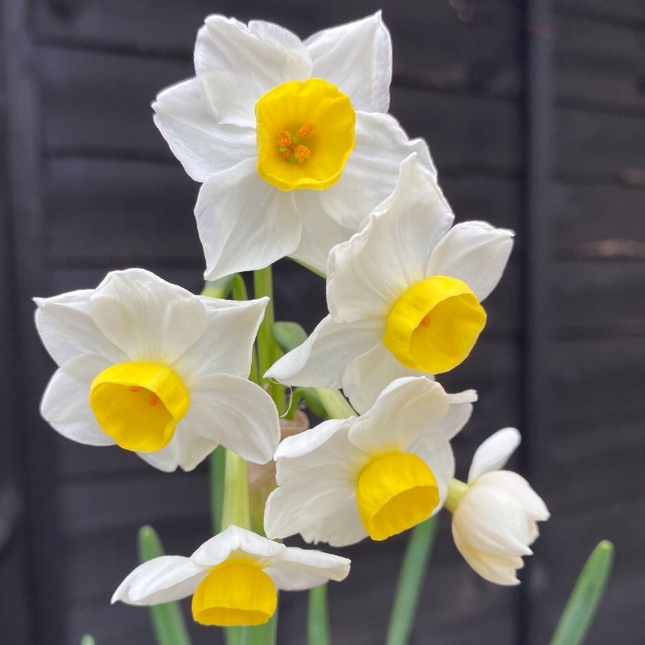 Buy Tazetta Daffodil Bulbs Narcissus Avalanche 5 99 Delivery By Crocus