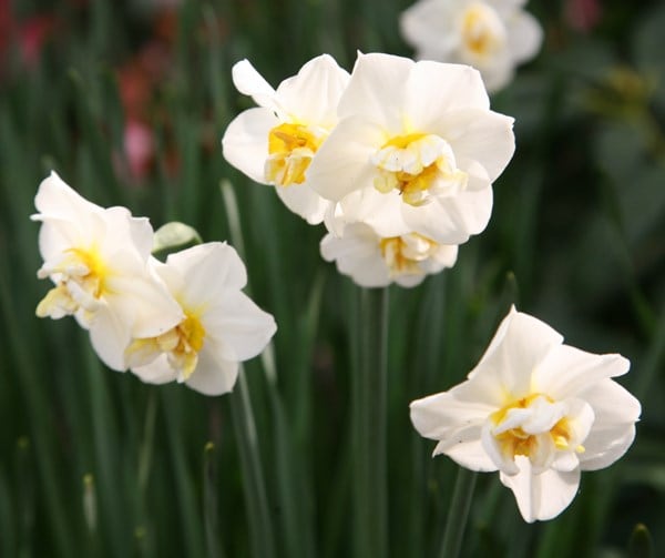 Buy Double Daffodil Bulbs Narcissus Cheerfulness 4 99 Delivery By Crocus