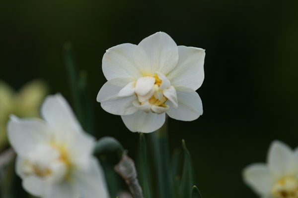 Narcissus Cheerfulness