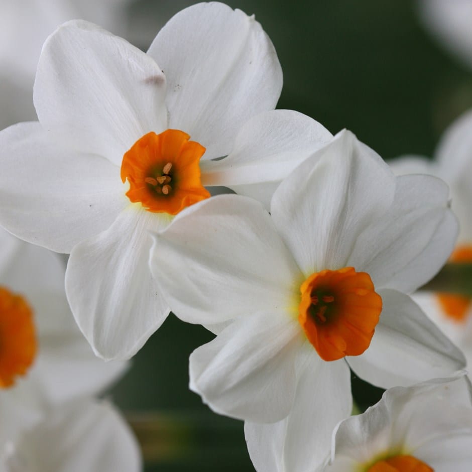 <i>Narcissus</i> 'Geranium'