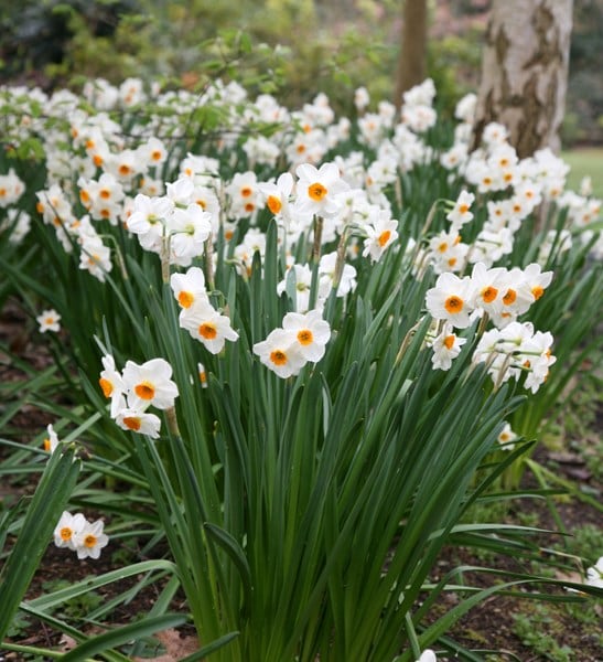<i>Narcissus</i> 'Geranium'