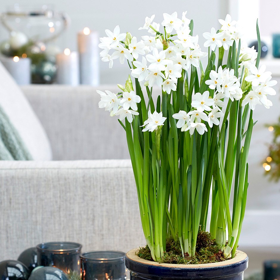 paperwhite - tazetta daffodil bulbs