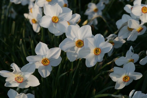 <i>Narcissus</i> 'Actaea'