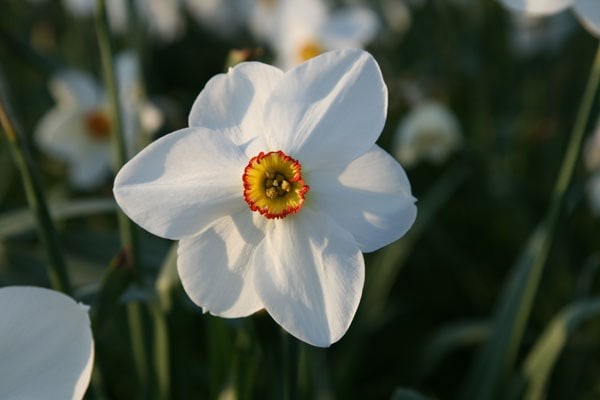 Narcissus Actaea
